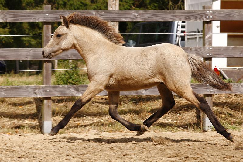 Teitur von Heidmoor f.jpg